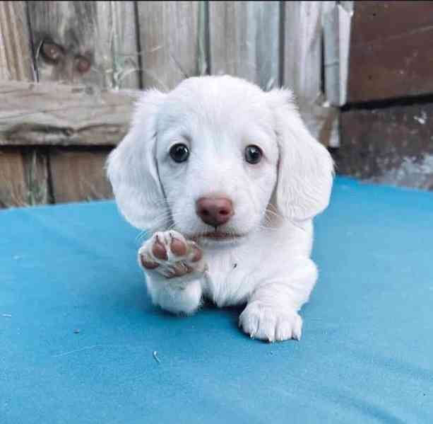  Štěně jezevčíka připravené udělat váš domov šťastným🐾 - foto 3