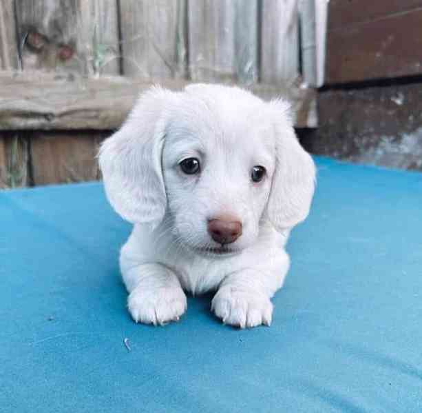  Štěně jezevčíka připravené udělat váš domov šťastným🐾 - foto 4