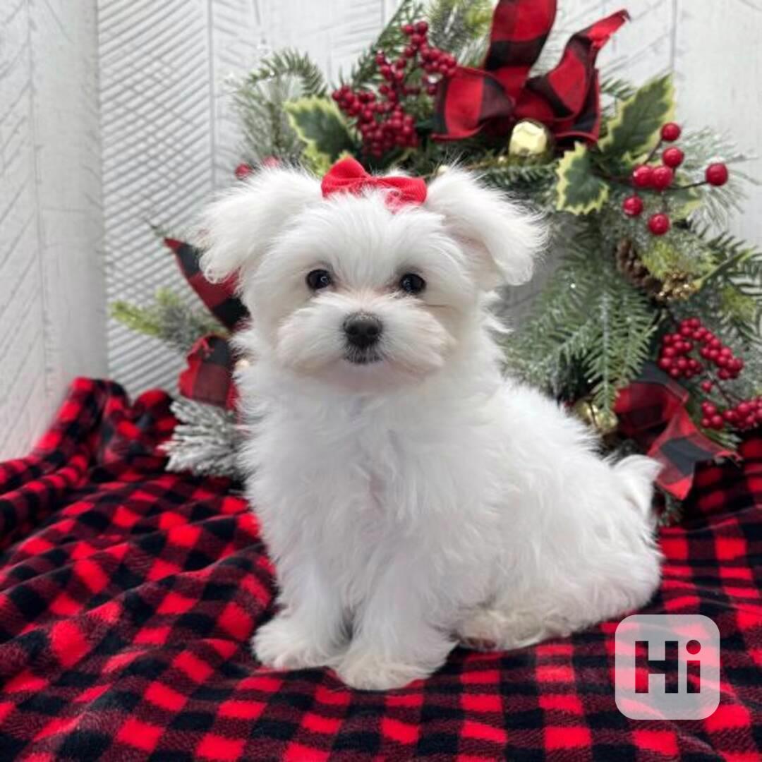 Maltézský psík s PP - foto 1