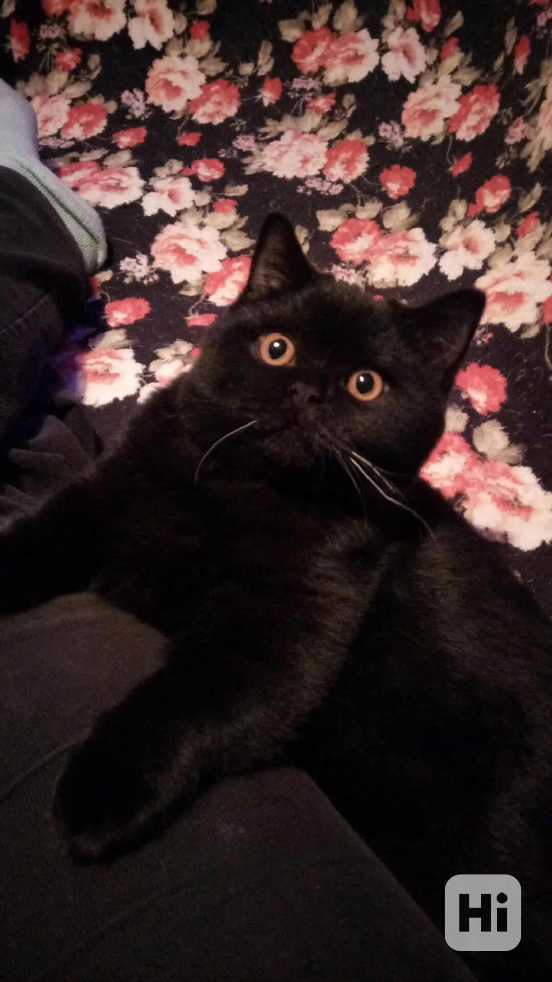 Britský kocourek s PP - foto 1