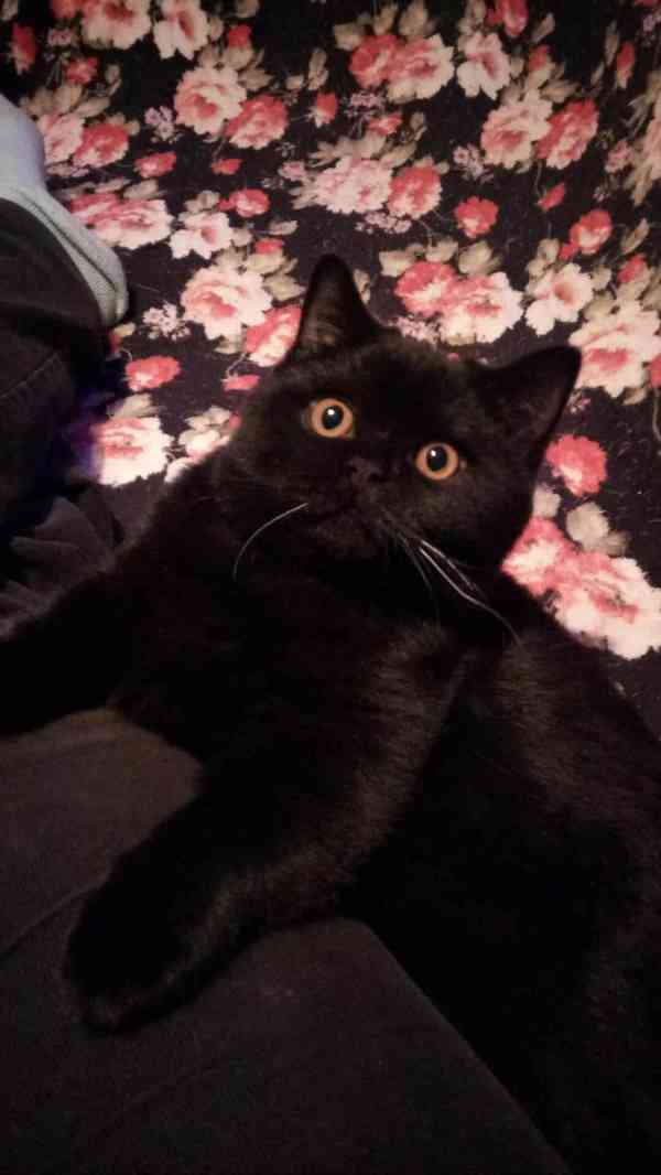 Britský kocourek s PP - foto 1