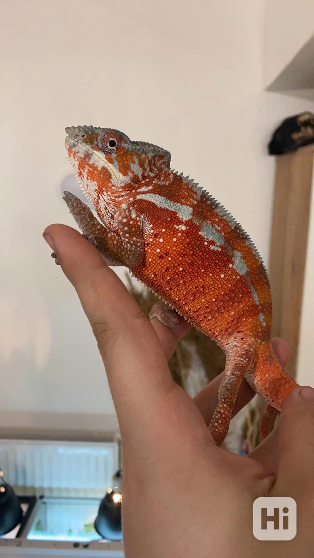 Chameleon pardali tamatave  - foto 1