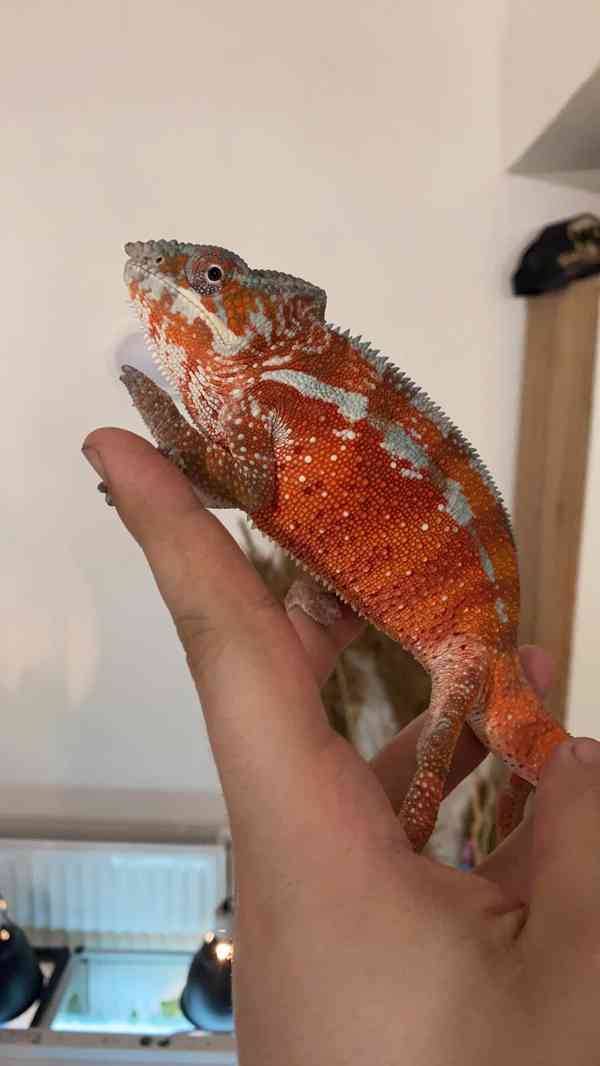Chameleon pardali tamatave  - foto 1
