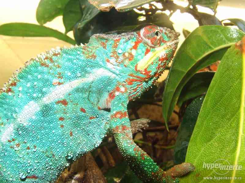 chameleon pardálí, mláďata - foto 1