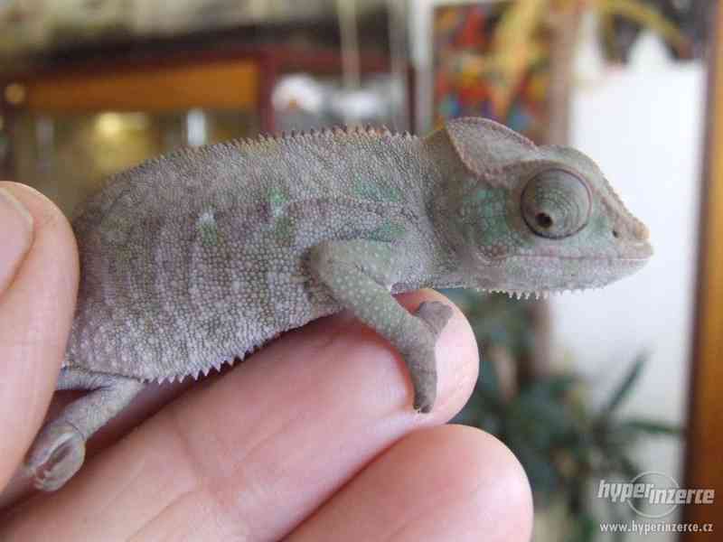 chameleon pardálí, mláďata - foto 3