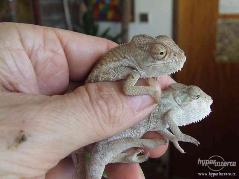 chameleon pardálí, mláďata - foto 4