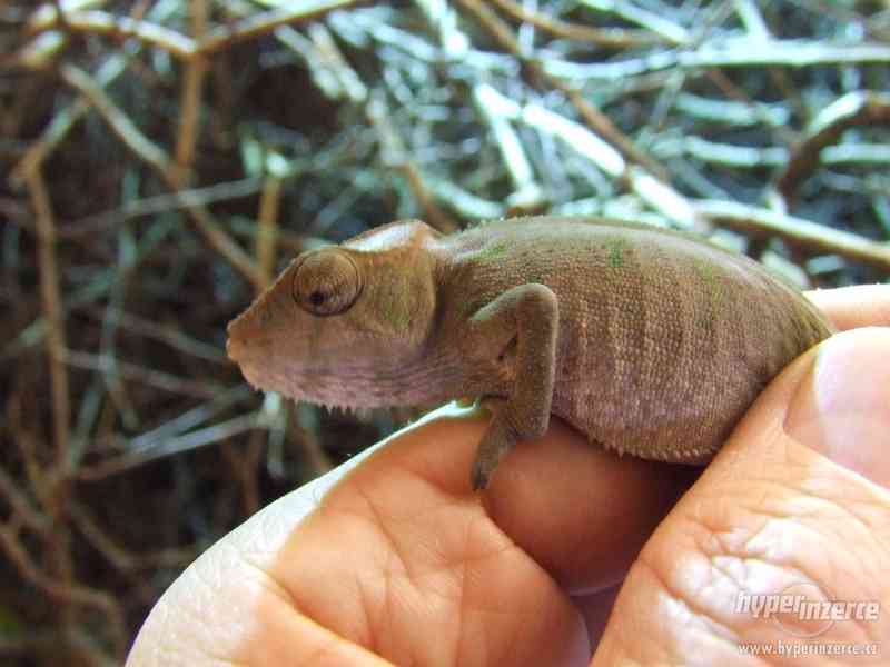 chameleon pardálí, mláďata - foto 5