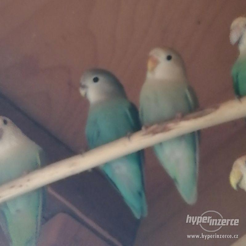 Agapornis růžohrdlý - prodej letošních mláďat. - foto 1