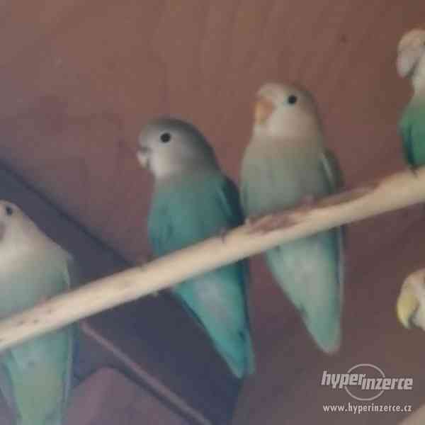 Agapornis růžohrdlý - prodej letošních mláďat. - foto 1