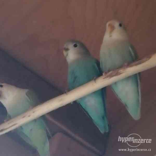 Agapornis růžohrdlý - prodej letošních mláďat. - foto 2