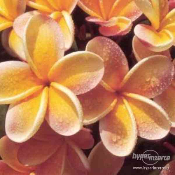 Plumeria Pinwheel - semena - foto 1