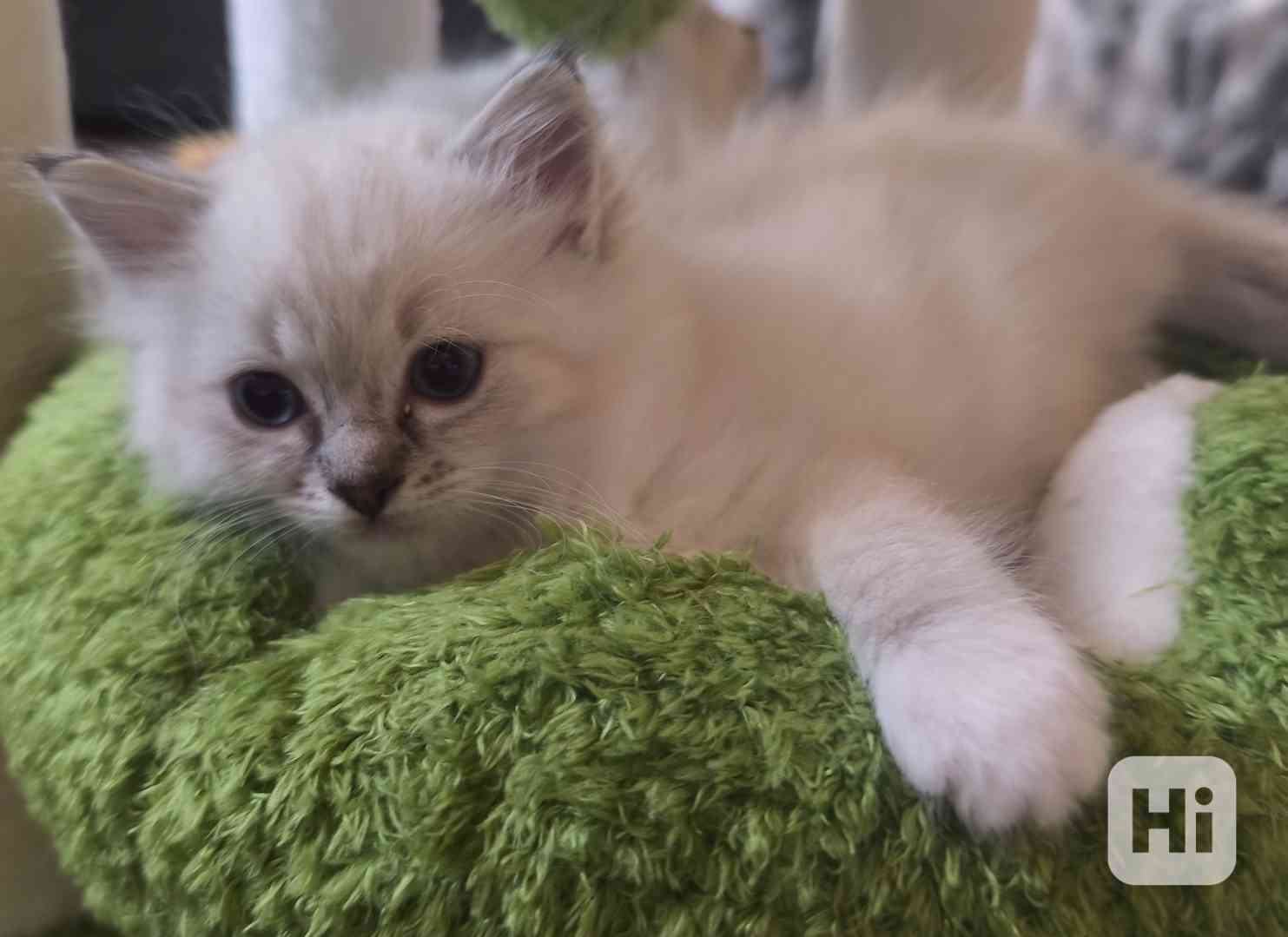 Ragdoll kočičky  - foto 1