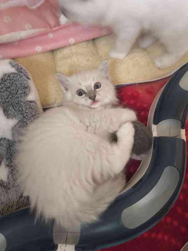 Ragdoll kočičky  - foto 6