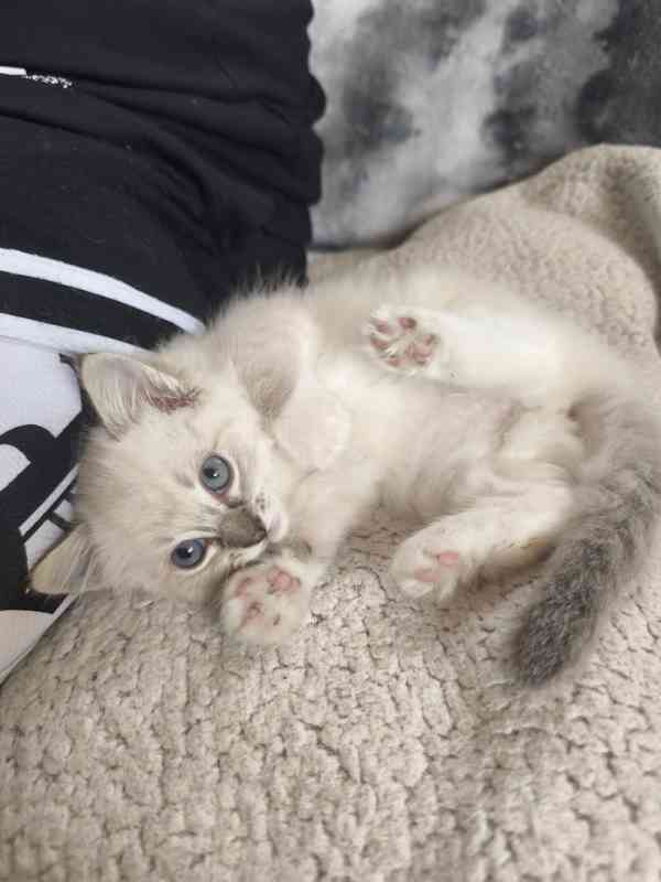 Ragdoll kočičky  - foto 5