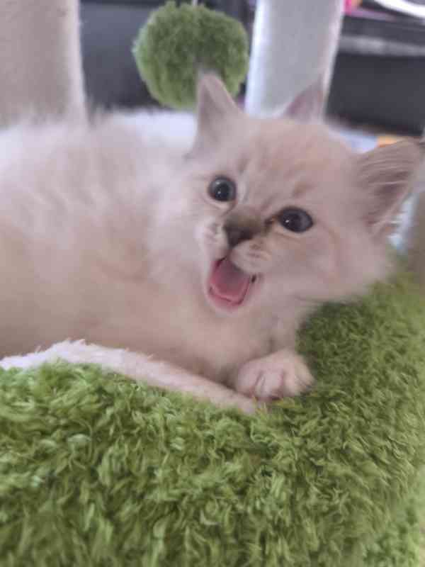 Ragdoll kočičky  - foto 9