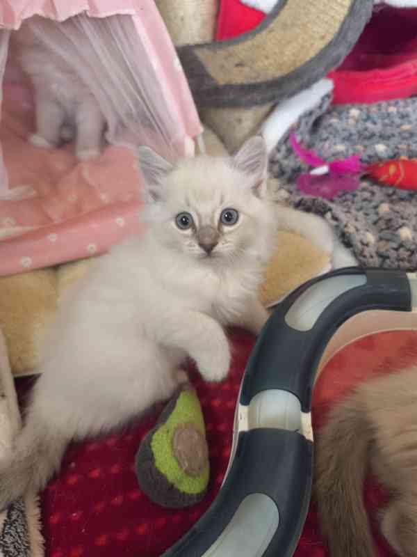Ragdoll kočičky  - foto 4