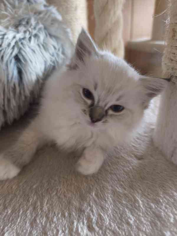 Ragdoll kočičky  - foto 7