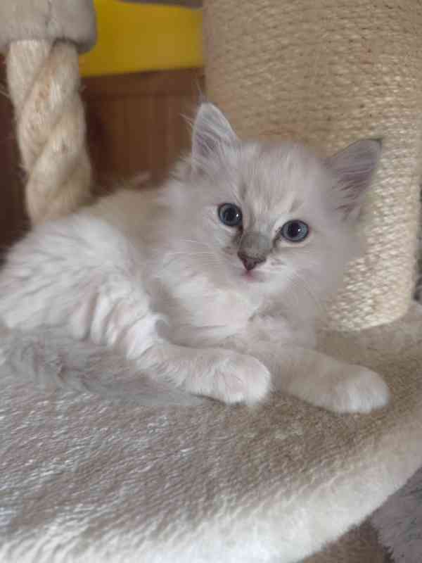 Ragdoll kočičky  - foto 8
