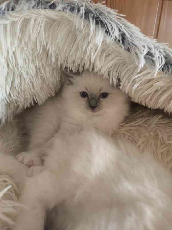 Ragdoll kočičky  - foto 3