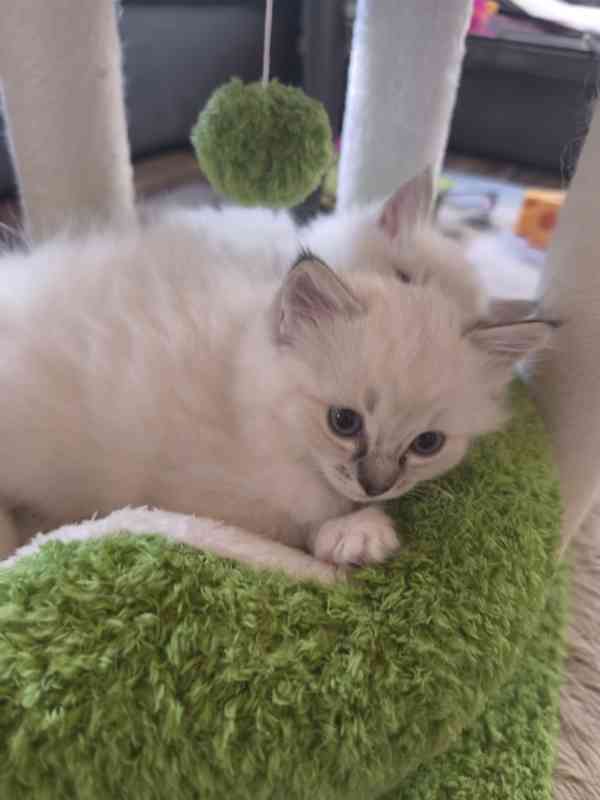 Ragdoll kočičky  - foto 10