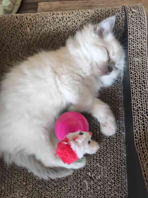 Ragdoll kočičky  - foto 12