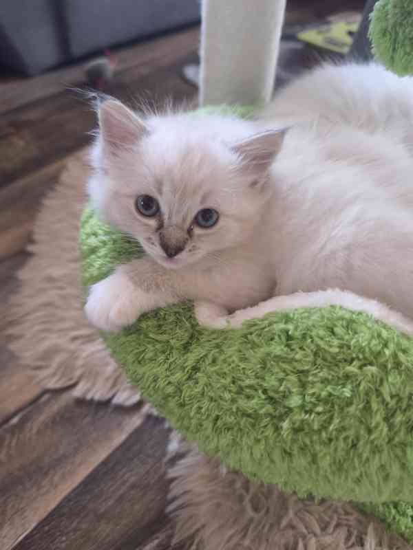 Ragdoll kočičky  - foto 13