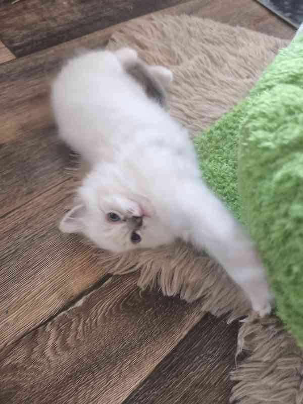 Ragdoll kočičky  - foto 11