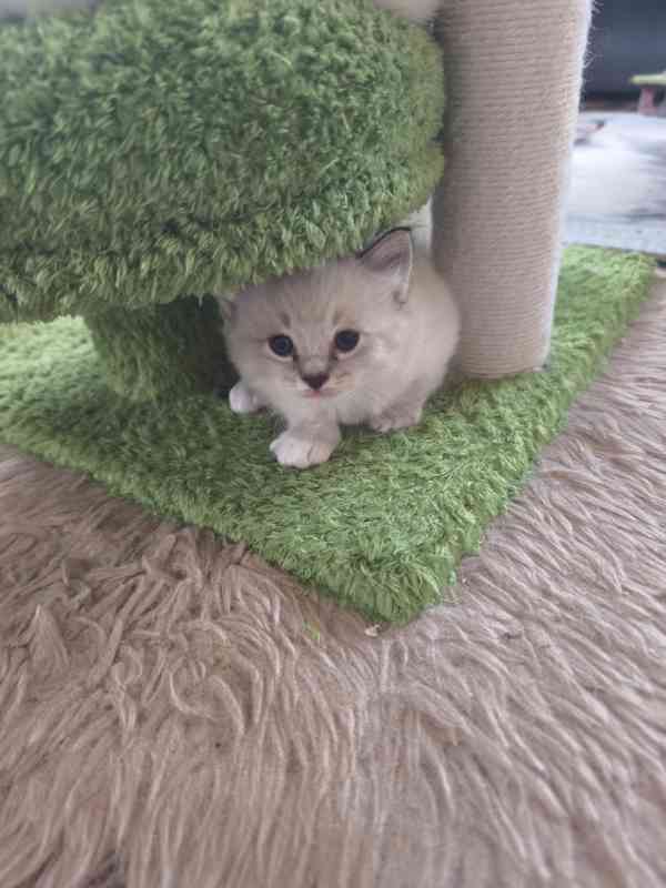 Ragdoll kočičky  - foto 2