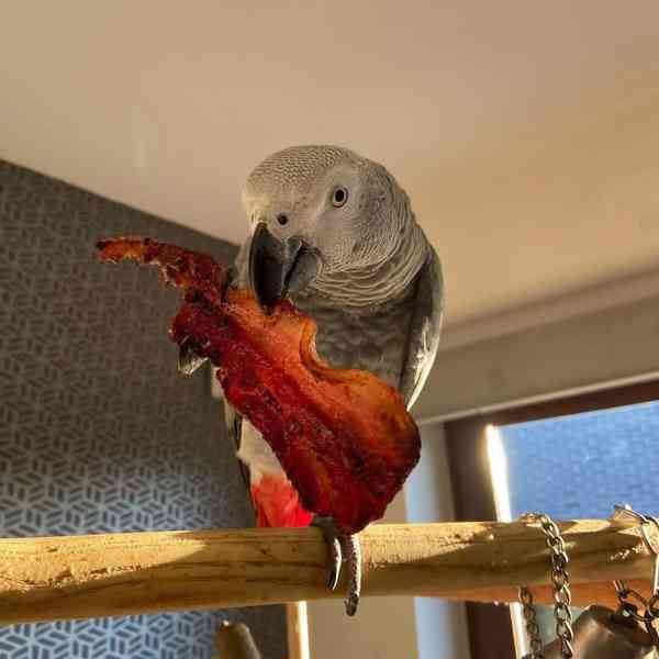 Prodám papouška šedého konžského - foto 2