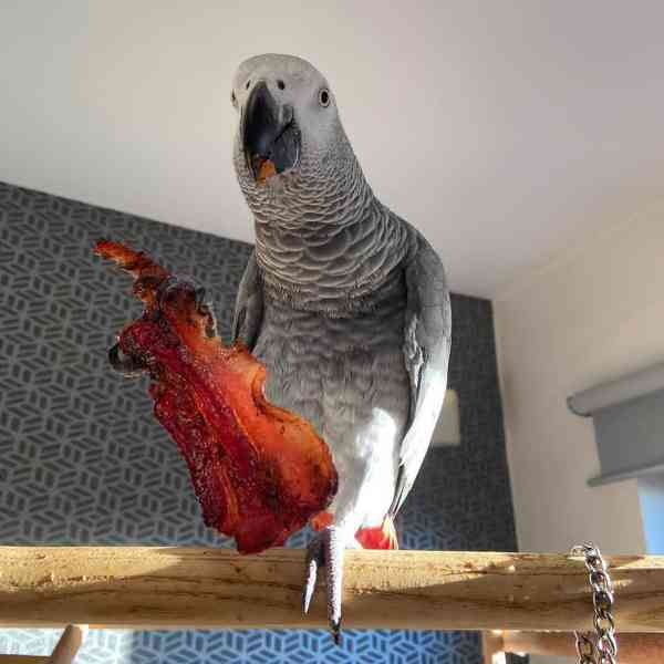 Prodám papouška šedého konžského - foto 1