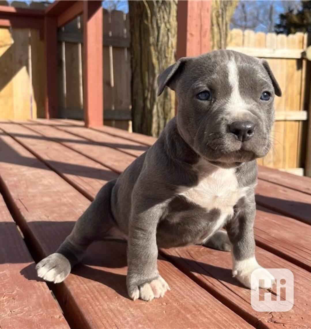 Pitbull štěňata - foto 1
