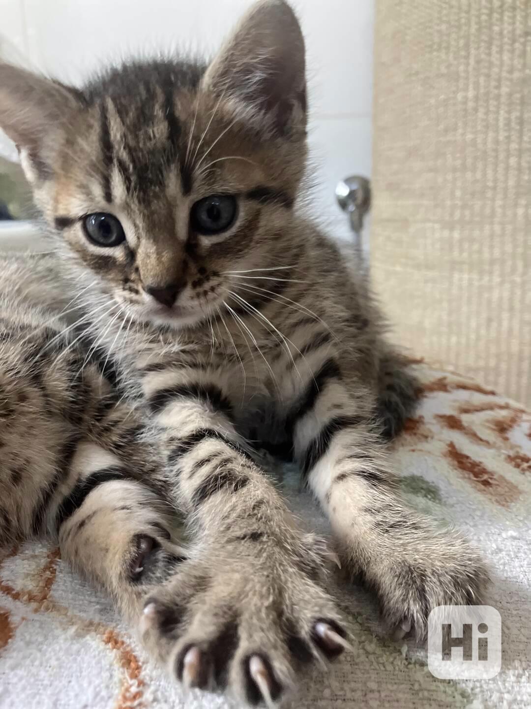 Bengálské kotě - foto 1