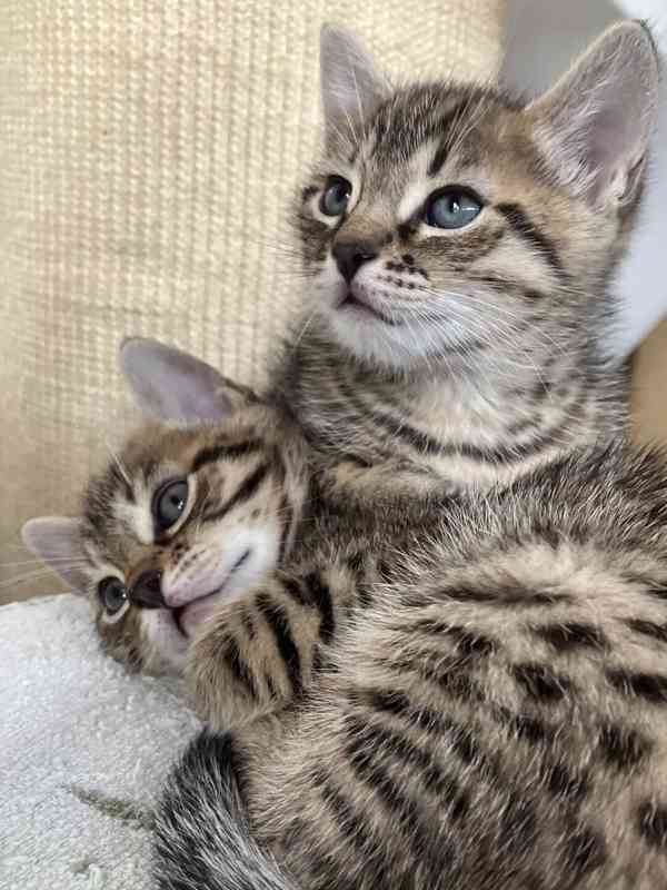 Bengálské kotě - foto 2