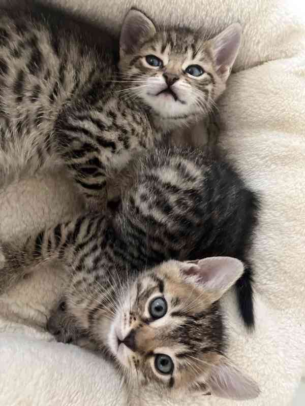 Bengálské kotě - foto 3