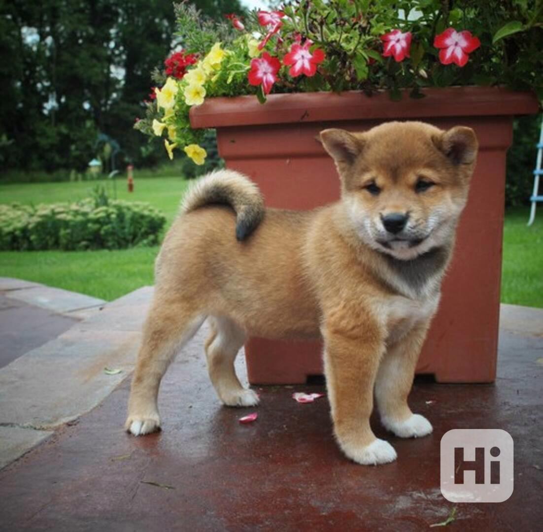 Čistí a pohlední samci a samice štěňat Shiba Inu. - foto 1
