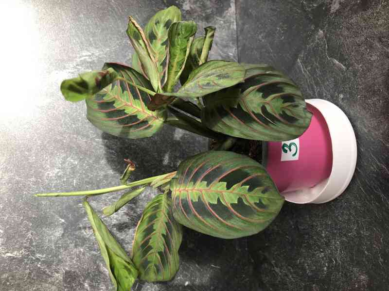 MARANTA tricolor, tropická rostlina zářící barvami - foto 4