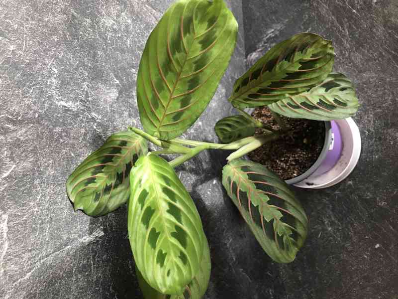 MARANTA tricolor, tropická rostlina zářící barvami - foto 1