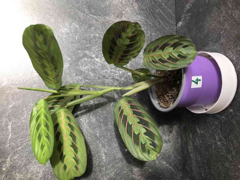 MARANTA tricolor, tropická rostlina zářící barvami - foto 5