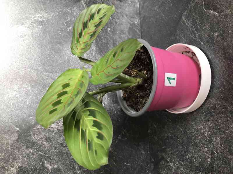MARANTA tricolor, tropická rostlina zářící barvami - foto 2