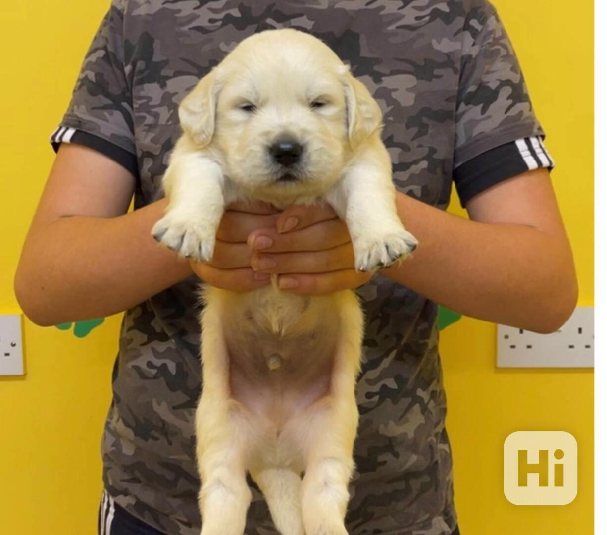 Úžasná štěňata zlatého retrívra na prodej - foto 1