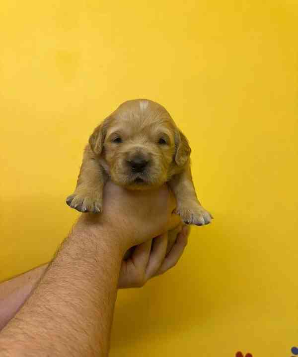 Úžasná štěňata zlatého retrívra na prodej - foto 3