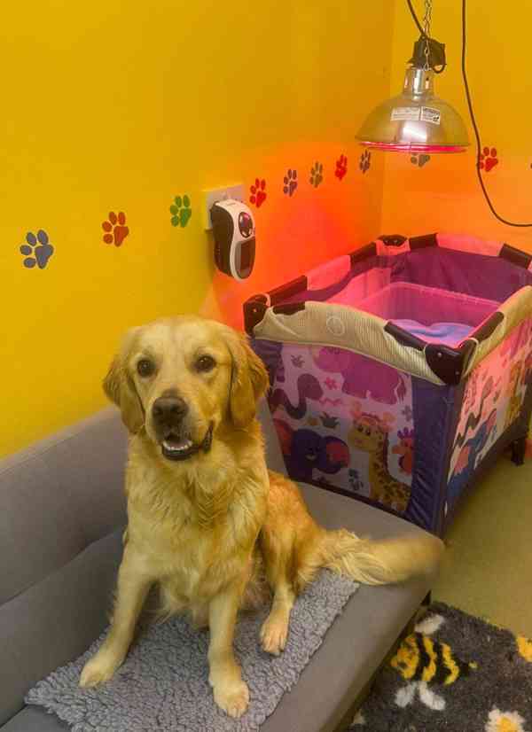 Úžasná štěňata zlatého retrívra na prodej - foto 8