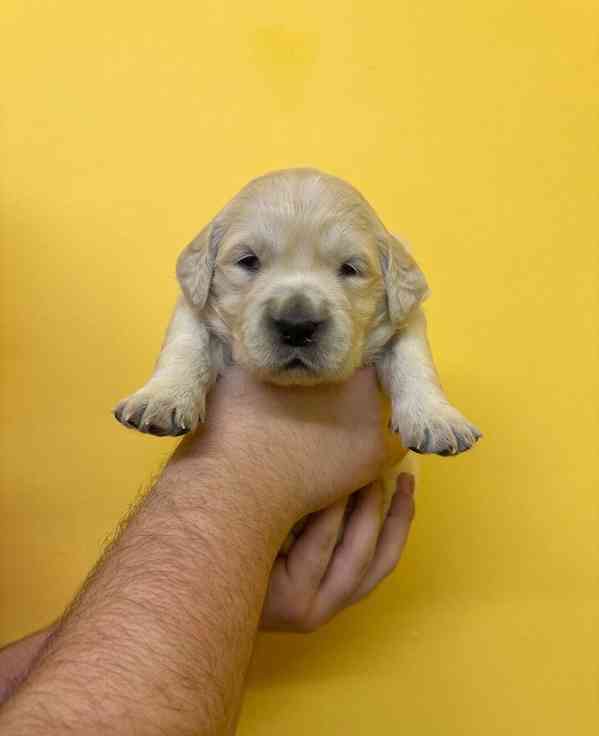 Úžasná štěňata zlatého retrívra na prodej - foto 4