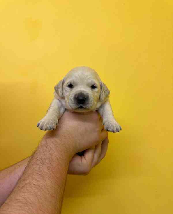 Úžasná štěňata zlatého retrívra na prodej - foto 7