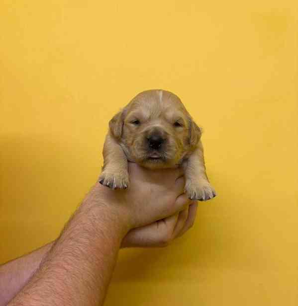 Úžasná štěňata zlatého retrívra na prodej - foto 6