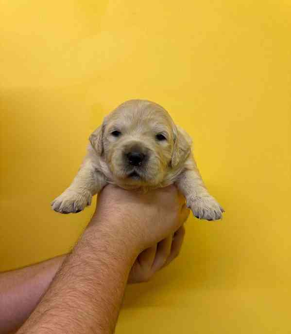 Úžasná štěňata zlatého retrívra na prodej - foto 5