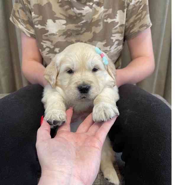 Úžasná štěňata zlatého retrívra na prodej - foto 9