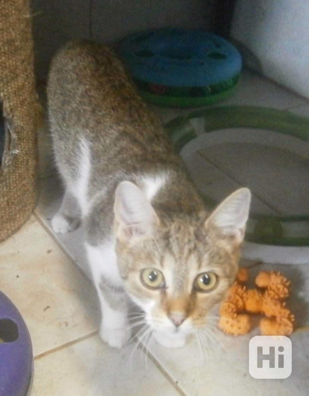 Mouratobílá, hodná 5,5měsíční kočička Melinda - foto 1