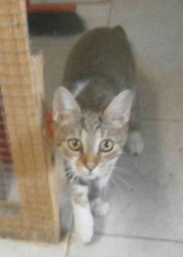 Mouratobílá, hodná 5,5měsíční kočička Melinda - foto 2