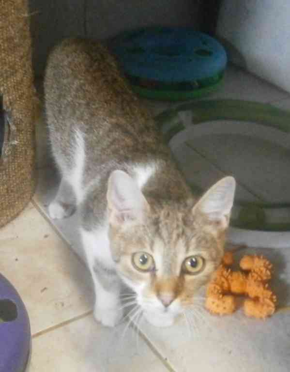 Mouratobílá, hodná 5,5měsíční kočička Melinda - foto 3